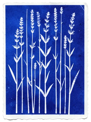 Multiple lavender stems laid in parallel on cyanotype paper, vertical white line