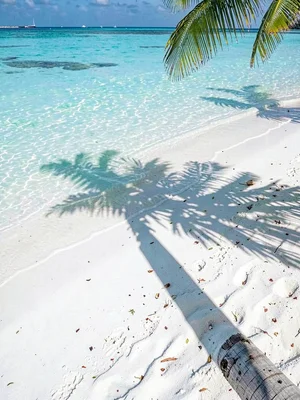 Lagoon turquoise light in Rarotonga, Palm tree trunk casting a long diagonal sha