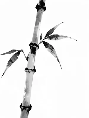 Single bamboo stalk in morning mist, three leaves brushed in one motion