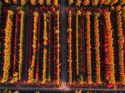 An autumn vineyard from above, the perfect geometric rows in gold and red agains
