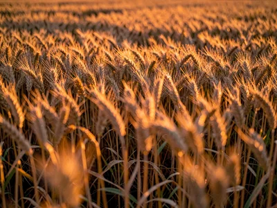 Golden hour through wheat field