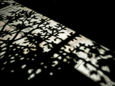 Dappled shadow through leaves