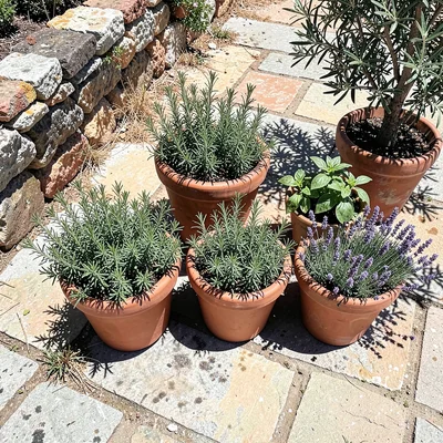 Herb Pots from Above