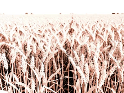 Wheat field white instead of gold