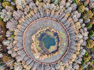 Color gradient from dry edge through wet center of bog