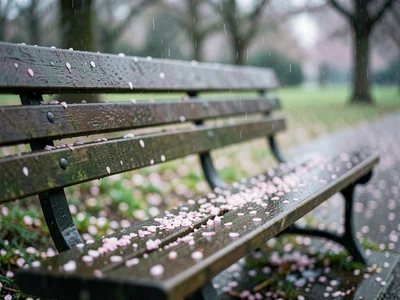 Empty park bench in spring rain, cherry petals stuck to wet wood