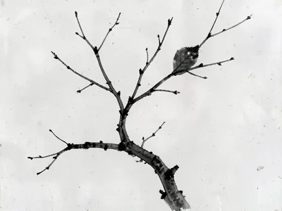 Kenji Shiroi
