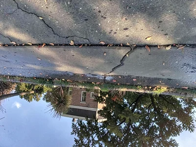 Tree reflected in sidewalk water