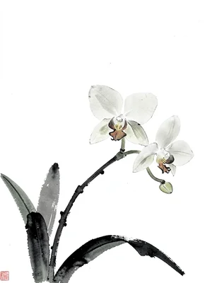 Orchid spray with three blooms, ink gradation from dark root to pale petal