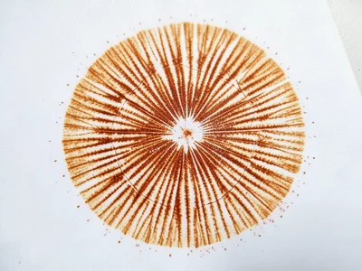 Rusty orange spore print from cortinarius, warm ochre deposit with visible gill 
