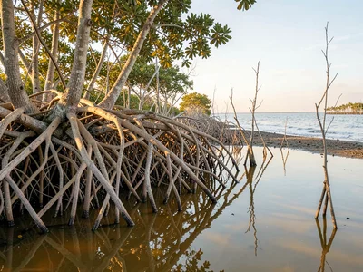 Last Mangroves at Salt Flat Edge