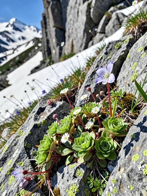 Saxifrage in limestone crevice