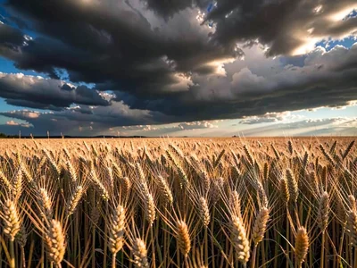 Wheat under dramatic cloudscape sky