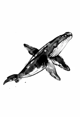 Diving whale single stroke