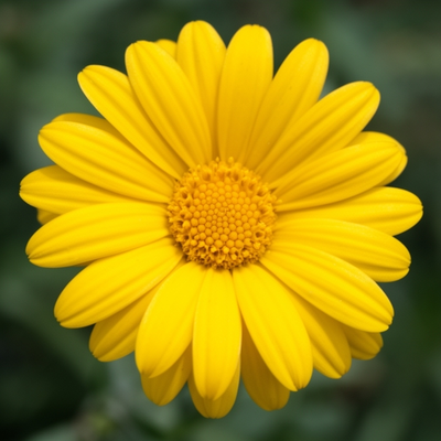 yellow daisy macro