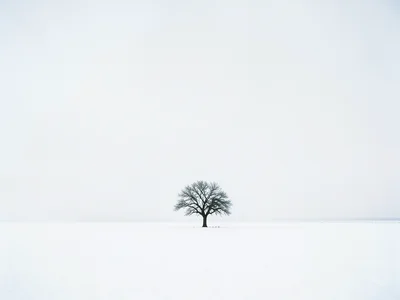 Single tree on vast white snow field, tiny against immense sky, horizon barely v