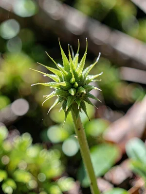 Moss sporophyte