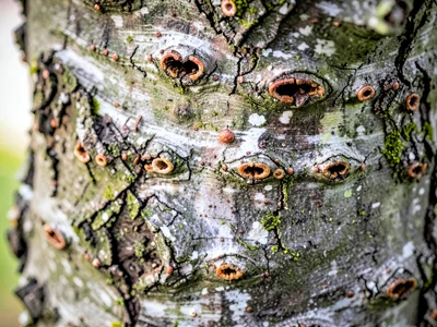 Cherry bark horizontal lenticels