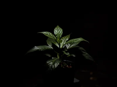 Plant lit against black void