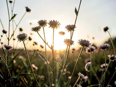 Weed flowers backlit creating glow