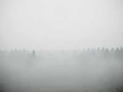 Dense fog erasing a forest into layers of increasingly faint tree silhouettes