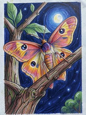 Luna moth on tree branch