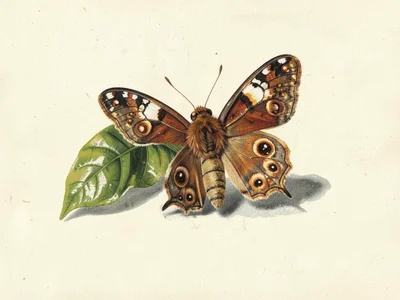 Indian Moon Moth with Host Plant