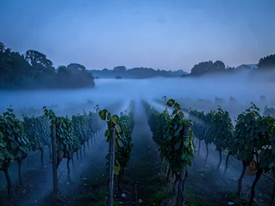 Mist streamers flowing through vineyard row gaps