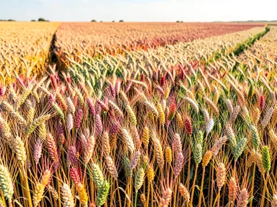 Wheat at varying ripeness creating color bands