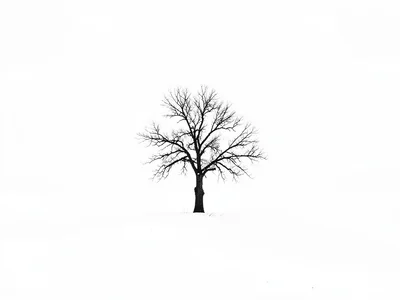 Single tree stark against white expanse