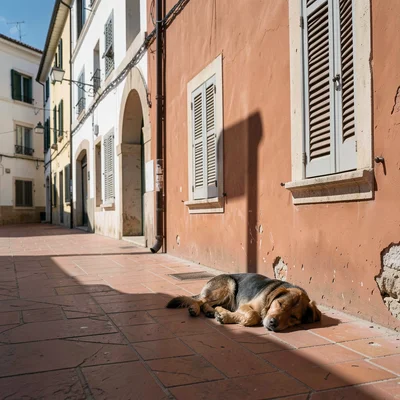 Siesta stillness, afternoon heat weight, A dog sleeping in the only shade agains
