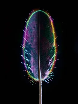 A feather, thin corona halo following the rachis and each barb tip
