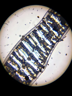 A feldspar crystal close-up in polarized light showing polysynthetic twinning — 