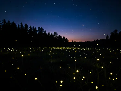 Firefly field at twilight, hundreds of floating lights, meadow, treeline silhoue