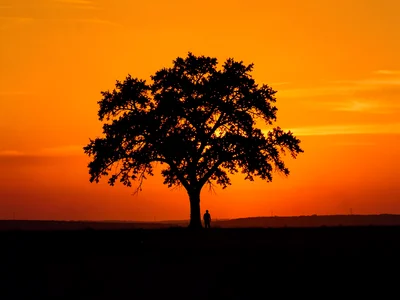 Tree silhouette against massive orange sunset sky, single figure beneath, vast l