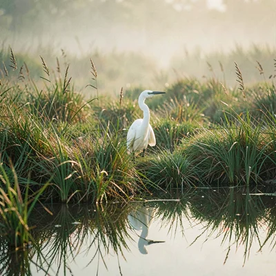 A single egret half-hidden in tall marsh grass at low fog, warm green-tea light,