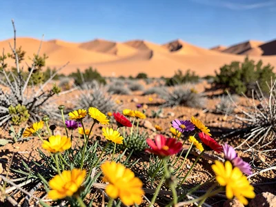 Desert floor flowers sharp to distant dunes