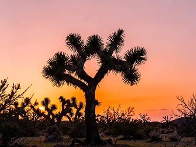 A Joshua tree at sunset, twisted form black against orange and pink gradient