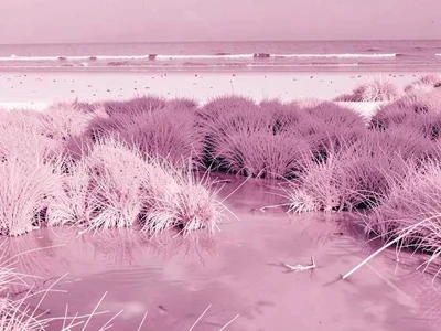 Beach with infrared water grass contrast