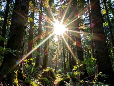 Forest with sun bursting