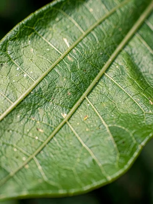 Leaf vein detail