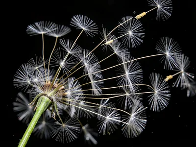 Dandelion seeds being blown showing each seed frozen in its own trajectory
