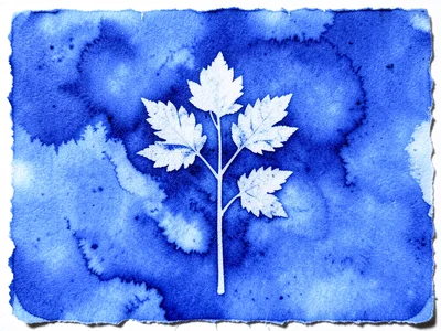 Cyanotype on rough watercolor paper, chemical pooling in paper valleys creating 