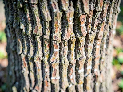 Sweet gum deeply ridged