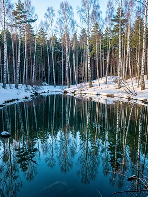 Finnish lake mirror, dead-calm reflection, a birch forest in winter, the white b