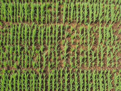Farm fields pattern