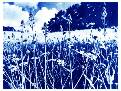 Wildflower meadow