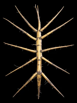 Root system exposed