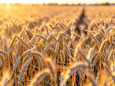 Wheat swaying motion blur showing wind direction