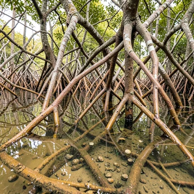 Roots Above and Below Waterline